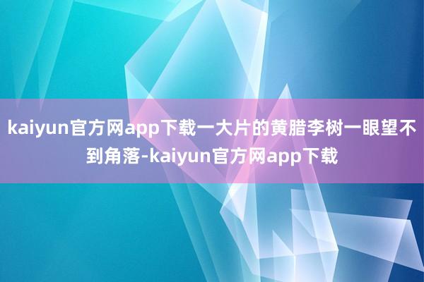 kaiyun官方网app下载一大片的黄腊李树一眼望不到角落-kaiyun官方网app下载
